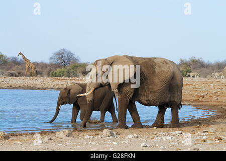 Elefantendame mit ihrem Kalb trinken und Baden an einer Wasserstelle in Etosha Nationalpark, Namibia Stockfoto