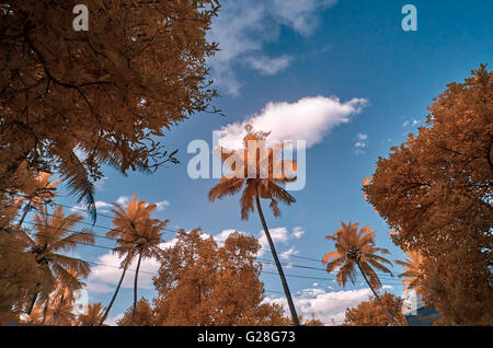 Infra Rot Bild von roten Laub vor blauem Himmel mit Wolken Stockfoto