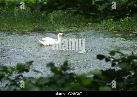 Höckerschwan am Fluss Avon in Warwickshire Dorf von Barford in der Nähe von Stratford, England, UK. Stockfoto