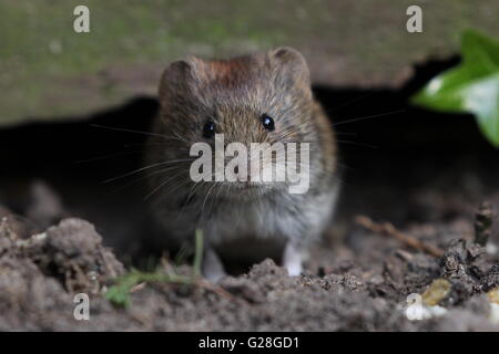 Rötelmaus mich auschecken. Stockfoto