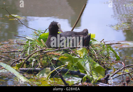 weibliche eurasischen Blässhuhn schlüpfen am Nest im Wasser Stockfoto