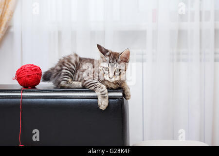 Kurilen Bobtail Kätzchen grau. Knäuel. Reinrassige Katze. Nette und lustige Kätzchen. Haustier. Stockfoto