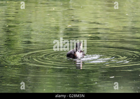 Ein Haubentaucher schwimmen, Teil eines Paares, die ihre erste Brut Coot Angriff zum zweiten Mal in Folge verloren Stockfoto