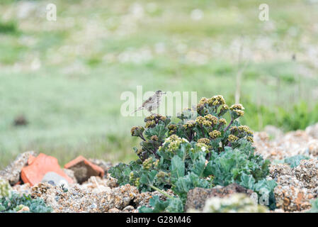 Eine Wiese Pieper gehockt Seekohl am Gezeiten-Mühlen in der Nähe von Newhaven, East Sussex Stockfoto