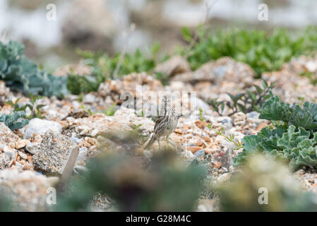 Eine Wiese Pieper thront auf einem Stein am Gezeiten-Mühlen in der Nähe von Newhaven, East Sussex Stockfoto