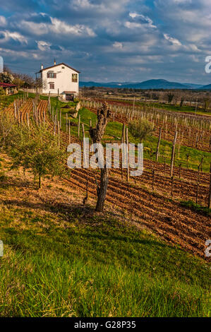 Slowenien-Küste und Karst Karst - Slowenien - Wein-Wege - Landschaft Stockfoto