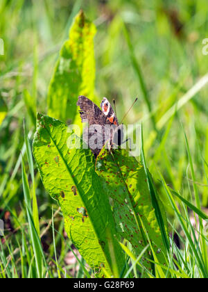 Schöne Tagpfauenauge, (Aglais Io) dargestellt, ruht auf einem grünen Dock Leaf, Hintergrund isoliert. Stockfoto