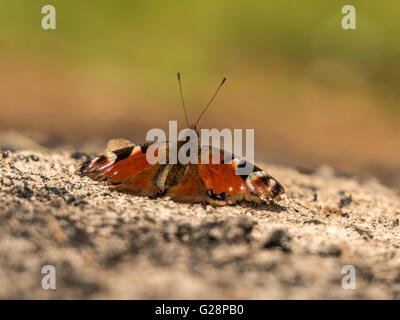 Schöne Tagpfauenauge (Aglais Io) dargestellt ruht vorläufig auf Rest Asche aus einer Übernachtung Lagerfeuer. Stockfoto