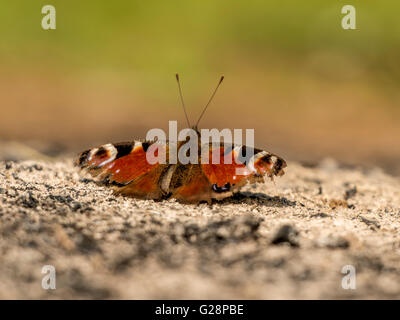 Schöne Tagpfauenauge (Aglais Io) dargestellt ruht vorläufig auf Rest Asche aus einer Übernachtung Lagerfeuer. Stockfoto