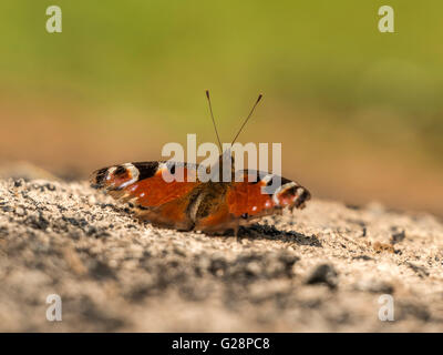 Schöne Tagpfauenauge (Aglais Io) dargestellt ruht vorläufig auf Rest Asche aus einer Übernachtung Lagerfeuer. Stockfoto