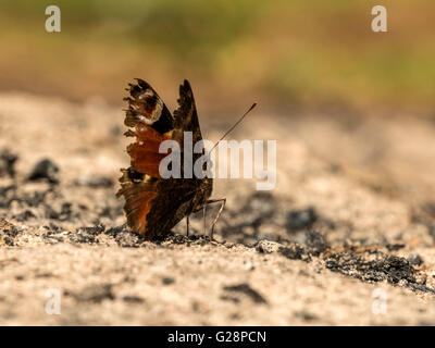 Schöne Tagpfauenauge (Aglais Io) dargestellt ruht vorläufig auf Rest Asche aus einer Übernachtung Lagerfeuer. Stockfoto