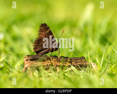 Schöne Tagpfauenauge (Aglais Io) dargestellt ruht vorläufig auf verkohlten Überbleibsel aus einer Übernachtung Lagerfeuer. Stockfoto