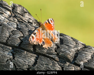 Schöne Tagpfauenauge (Aglais Io) dargestellt ruht vorläufig auf verkohlten Überbleibsel aus einer Übernachtung Lagerfeuer. Stockfoto