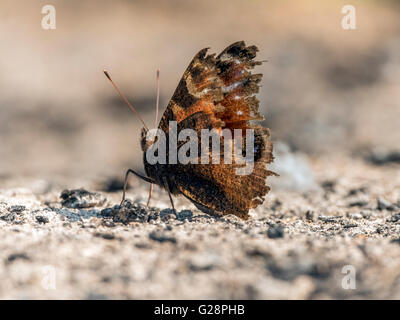 Schöne Tagpfauenauge (Aglais Io) dargestellt ruht vorläufig auf Rest Asche aus einer Übernachtung Lagerfeuer. Stockfoto