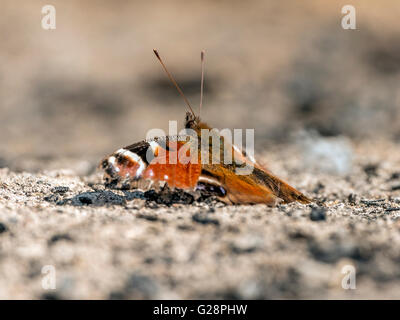 Schöne Tagpfauenauge (Aglais Io) dargestellt ruht vorläufig auf Rest Asche aus einer Übernachtung Lagerfeuer. Stockfoto