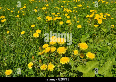 Blühende gelbe Löwenzahn in der Frühlingswiese. Helle Blüten Löwenzahn auf Hintergrund von grünen Wiesen. Stockfoto