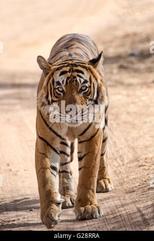Bengal Tiger, royal Bengal Tiger (Panthera Tigris Tigris), läuft auf Road, Ranthambore Nationalpark, Rajasthan, Indien Stockfoto