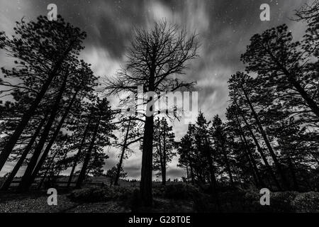 Silhouetten der Bäume in der Nacht unter dem Sternenhimmel, Bryce-Canyon-Nationalpark, Utah, USA Stockfoto