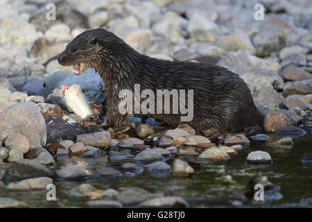 Wilde Europäische Otter (Lutra Lutra) am Flussufer ein Lachs essen. Aufgenommen in Schottland, Großbritannien. Stockfoto