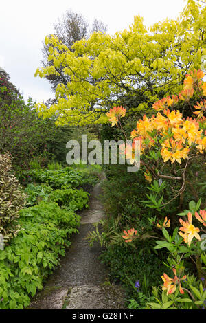 Quercus Rubra "Aurea" und Rhododendron 'Sonnenstrahl' dominieren diesen Weg bei Garden House, Devon, UK Stockfoto