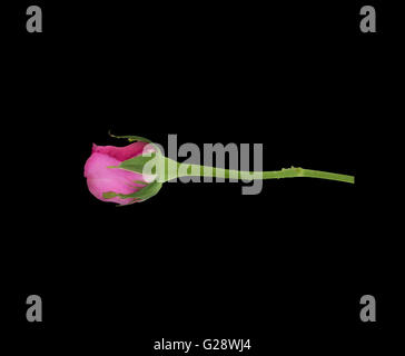 Rosa Blüten auf schwarzem Hintergrund isoliert. Stockfoto