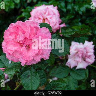 Woodland Park Rose Garden Gazebo Mit Rosen Und Weissen Stuhlen Fur