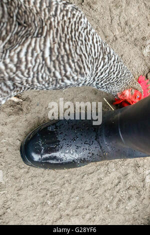 Hühner, die neugierig auf Stiefel Stockfoto