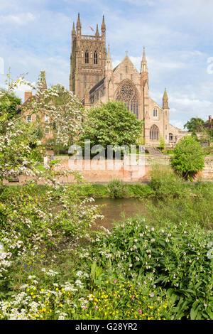 Worcester Kathedrale mit Blick auf den Fluss Severn, Worcester, Worcestershire, England, UK Stockfoto