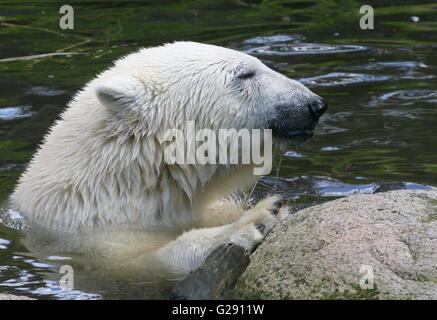 Weiblicher Eisbär (Ursus Maritimus) Nahaufnahme des Kopfes beim Auftauchen aus dem Wasser. Stockfoto