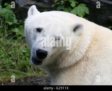 Frechen weiblichen Eisbären (Ursus Maritimus) Nahaufnahme des Kopfes Stockfoto