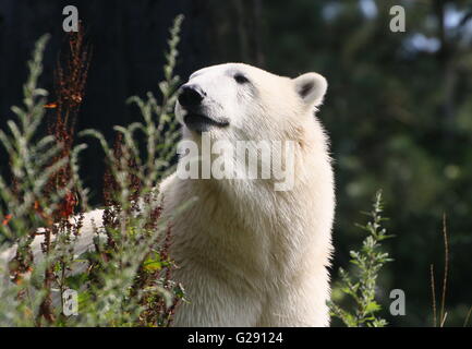 Reife weiblicher Eisbär (Ursus Maritimus) in einer natürlichen Umgebung im Sommer, niedrige Sicht Stockfoto