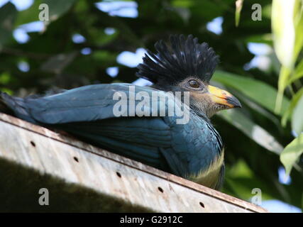 Juvenile zentralen afrikanischen großer blauer Turaco (Corythaeola Cristata) in einem niederländischen Zoo Stockfoto