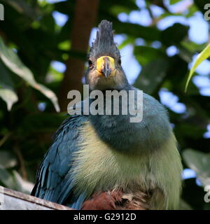 Juvenile zentralen afrikanischen großer blauer Turaco (Corythaeola Cristata) vor der Kamera Stockfoto