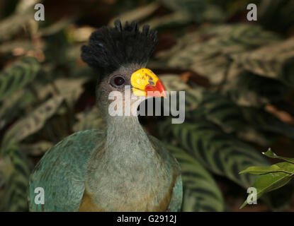 Nahaufnahme von einem zentralen afrikanischen große blaue Turaco (Corythaeola Cristata), ursprünglich aus den Regenwäldern des Kongo Stockfoto