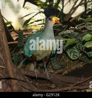 Reife zentralen afrikanischen große blaue Turaco (Corythaeola Cristata) auf Nahrungssuche auf dem Waldboden. Stockfoto