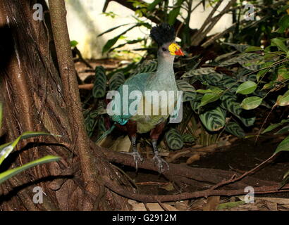 Reife zentralen afrikanischen große blaue Turaco (Corythaeola Cristata) auf Nahrungssuche auf dem Waldboden. Stockfoto