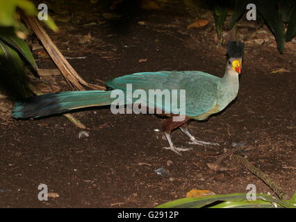 Reife zentralen afrikanischen große blaue Turaco (Corythaeola Cristata) auf Nahrungssuche auf dem Waldboden. Stockfoto