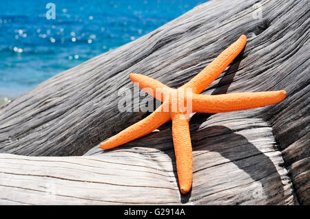 Nahaufnahme von einem orangenen Seestern auf einer alten ausgewaschenen Baumstamm am Strand, mit einem strahlend blauen Meer im Hintergrund Stockfoto