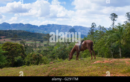 Pferd in Vinales, Pinar Del Rio, Kuba Stockfoto