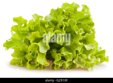 Salat, isoliert Stockfoto
