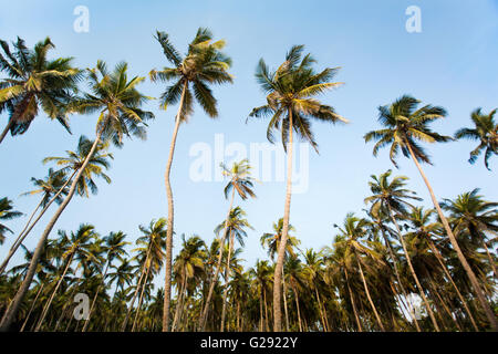 Kokosnuss-Bäume-Gruppe Stockfoto