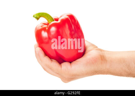 Weiße männliche Hand hält der Gezeiten einer große rote Paprika, isoliert auf weißem Hintergrund Stockfoto