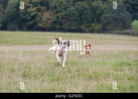 Springer Spaniel Cocker Spaniel Stockfoto