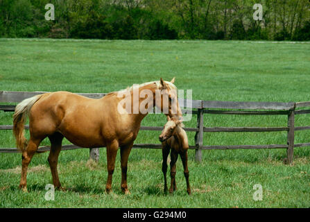 Palomino Quarter Horse Stute schmiegt ihr neue Fohlen auf grasbewachsenen Koppel in Missouri Stockfoto