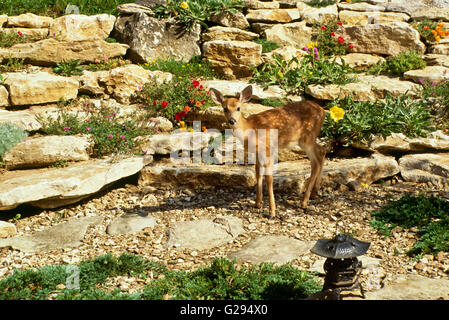 White tailed Hirsche in Landschaft Steingarten zu Hause, in Missouri Stockfoto