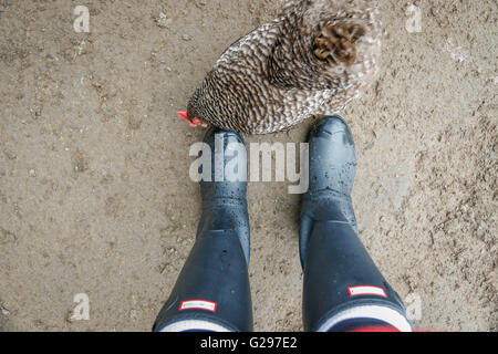 Hühner, die neugierig auf Stiefel Stockfoto