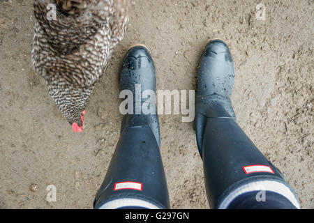 Hühner, die neugierig auf Stiefel Stockfoto