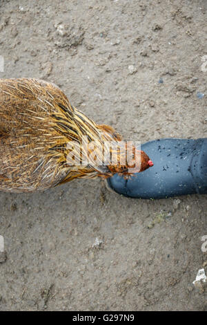 Hühner, die neugierig auf Stiefel Stockfoto