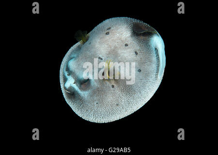 4. Oktober 2014 - Blackspotted Puffer, Blackspotted Blowfish, Dogface Kugelfisch oder Hund konfrontiert Kugelfisch (Arothron Nigropunctatus), Bohol Sea, Indo-Pazifik, Philippinen, Südostasien © Andrey Nekrassow/ZUMA Wire/ZUMAPRESS.com/Alamy Live-Nachrichten Stockfoto