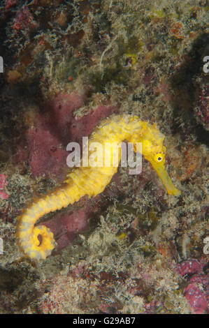 26. September 2014 - gelbe Seepferdchen, Mündungs Seepferdchen, Oceanic Seepferdchen oder gefleckte Seepferdchen (Hippocampus Kuda), Bohol Sea, Indo-Pazifik, Philippinen, Südostasien © Andrey Nekrassow/ZUMA Wire/ZUMAPRESS.com/Alamy Live-Nachrichten Stockfoto